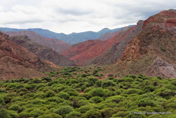 Vegetation in den Bergen, Quebrada de las Conchas - Argentinien