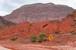 Rote Erde und Zistrose, Quebrada de las Conchas, Argentinien.