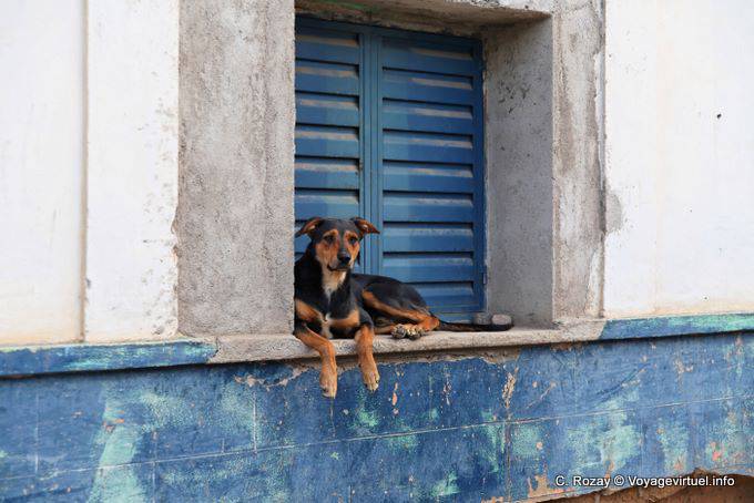 Der Hund, Famatina - Argentinien