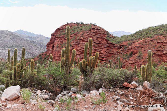 Arid Vegetation, Los Tambillos, Ruta 40 zwischen Villa Union und Chilecito - Argentinien