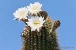Cactus Blumen vor der Polizeistation, Ischigualasto, Argentinien.