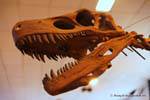 Sharp Dinosaurierzähne, Ischigualasto, Museum der Naturwissenschaften, Argentinien.