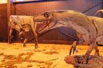 Kampf Dinosaurier, Wissenschaftsmuseum, Ischigualasto, Argentinien.