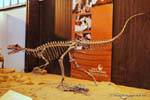 Aggressive Skelett, Dinosaurier Museo de Ciencias Naturales, Ischigualasto, Argentinien.