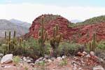 Arid Vegetation, Los Tambillos, Ruta 40 zwischen Villa Union und Chilecito, Argentinien.