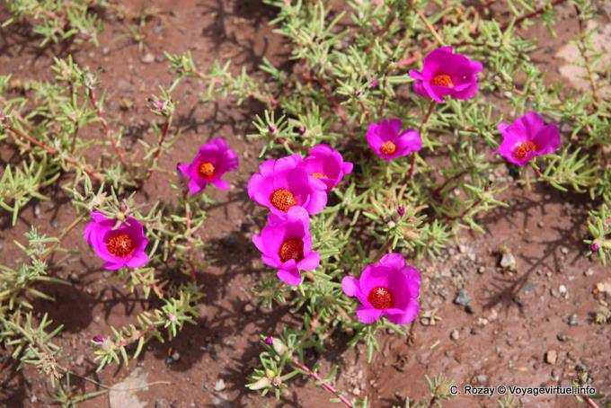 Blumen in der Wüste zwischen San Juan und Chepes - Argentinien