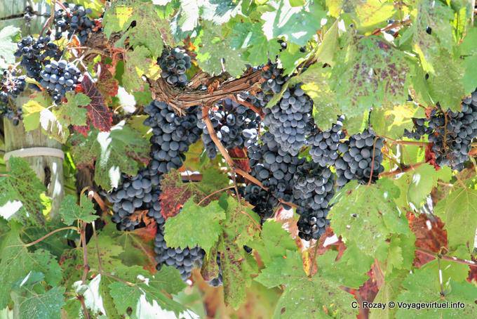 Argentinischen Weinberge zwischen Chepes und San Juan - Argentinien