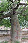 Palo Borracho, Baum, La Rioja, Argentinien.