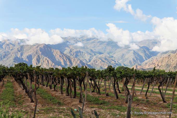 Cafayate Weinberge vor dem Berg - Argentinien