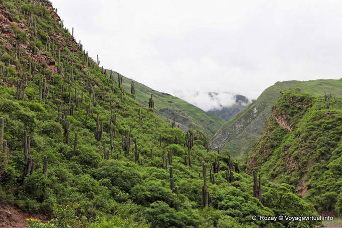 Kandelaber in der grünen, Quebrada El Carril vor Escoipe - Argentinien
