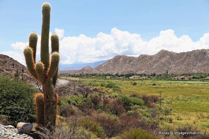 Landschaft hinter Kaktus, Ruta 40 zwischen Seclantas und Cachi - Argentinien