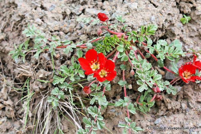 Blumen auf Felsen, Valle Encantada - Argentinien