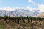 Cafayate Weinberge vor dem Berg, Argentinien.