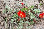 Blumen auf Felsen, Valle Encantada, Argentinien.
