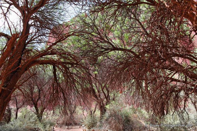 Botanischer Garten, Talampaya - Argentinien