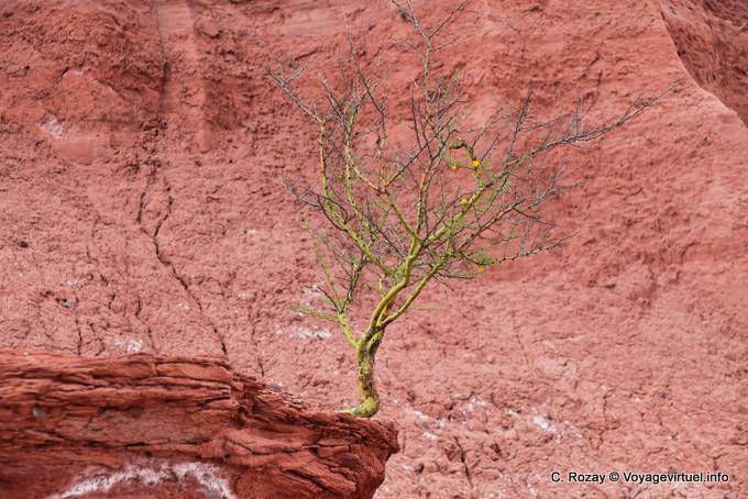 Strauch Überleben in der Schlucht Talampaya - Argentinien