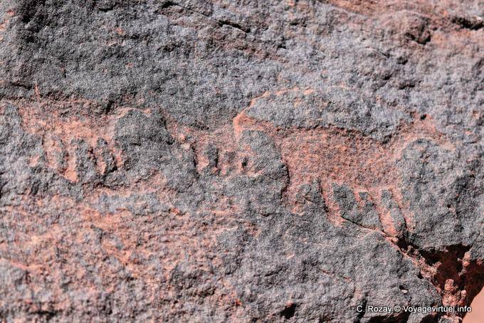 Petroglyphen Tiere Talampaya - Argentinien
