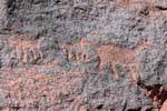 Petroglyphen Tiere Talampaya, Argentinien.