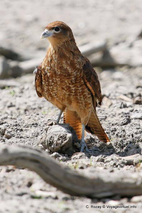 Raptor Warte, Ushuaia - Argentinien