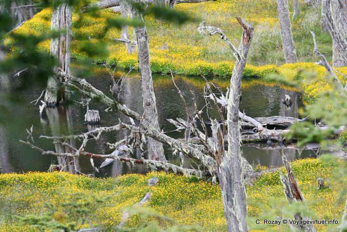 Teppich der gelben Blumen, Larsiparsahk, Ushuaia - Argentinien