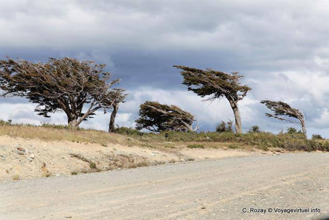 Arbol Bandera, umgestürzte Bäume durch den Wind, ruta J, Ushuaia - Argentinien