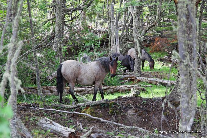 Wilde Pferde, J Road, Ushuaia - Argentinien