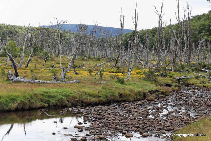 Toten Wald, Rio Larsiparsahk, Ushuaia - Argentinien