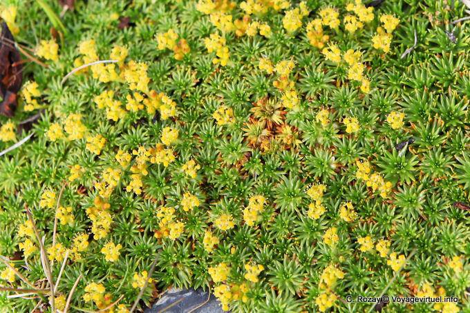 Patagonischen Vegetation, Ushuaia - Argentinien
