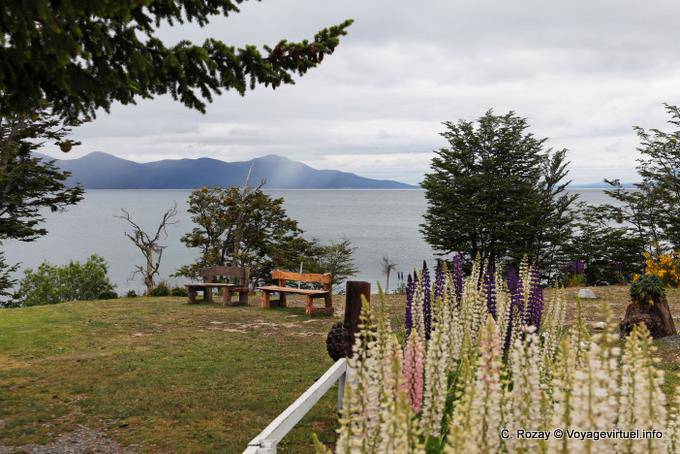 Banken und Lupinen, Ushuaia Lago Fagnano - Argentinien