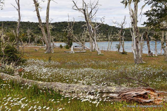 Blumenteppiche und tote Bäume, Ushuaia Lago Yehuin - Argentinien