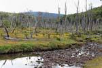 Toten Wald, Rio Larsiparsahk, Ushuaia, Argentinien.
