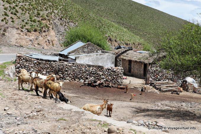 Alm, Ziegen und Schafe, El Infernillo, Ruta 307, Tafi del Valle - Argentinien