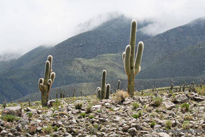 Cactus Finger, El Infernillo, Ruta 307, Tafi del Valle - Argentinien