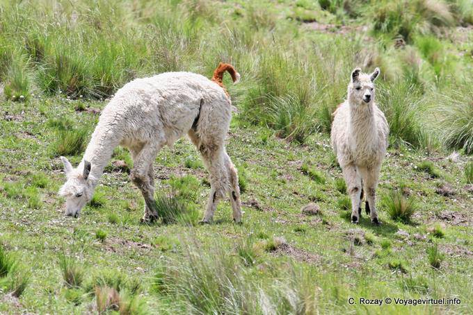 Junge weiße Lamas, El Infernillo, Ruta 307, Tafi del Valle - Argentinien