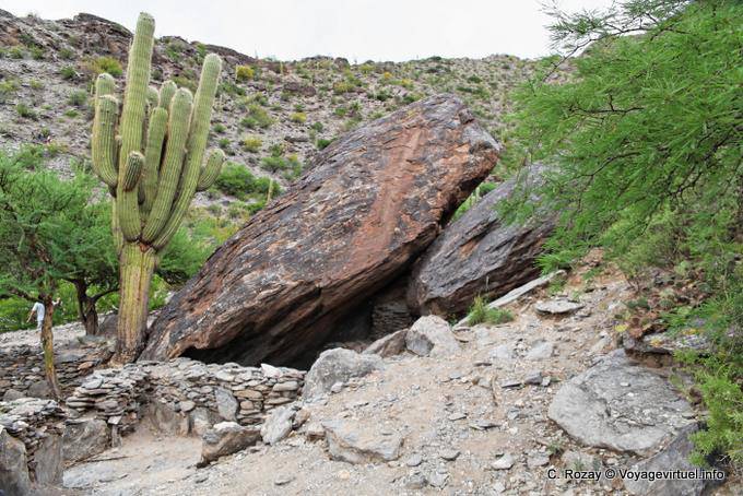 Felsen brach unter einem Kandelaber Kaktus, Quilmes Ruinen - Argentinien