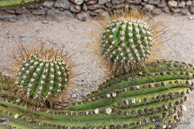 Stachelige Kugeln Cactaceae, Kaktus, Quilmes Ruinen - Argentinien