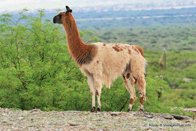 Lama in der heiligen Stadt Quilmes Ruinen - Argentinien