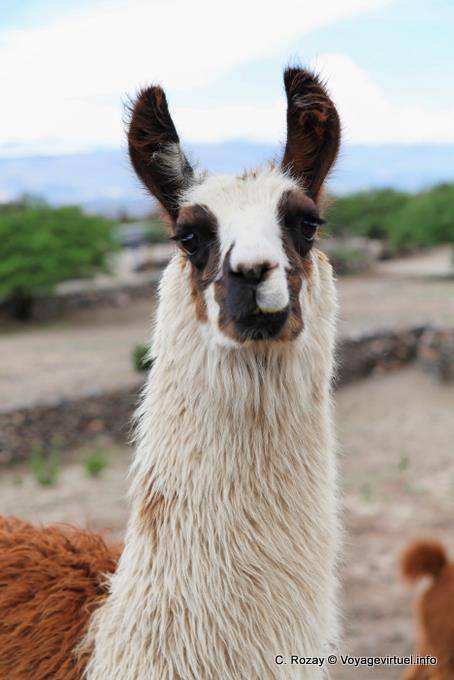 Porträt von einem Lama glama, Quilmes Ruinas - Argentinien