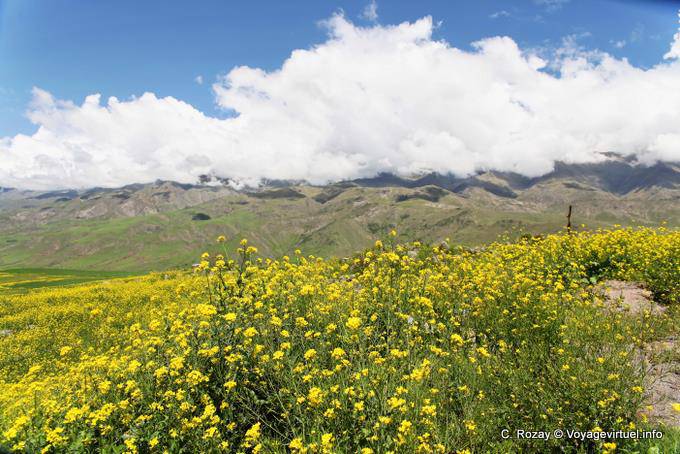 Blumen und Wolken am Pinar de los Cervios, Tafi del Valle, Ruta 307 - Argentinien