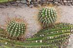 Stachelige Kugeln Cactaceae, Kaktus, Quilmes Ruinen, Argentinien.