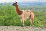 Lama in der heiligen Stadt Quilmes Ruinen, Argentinien.