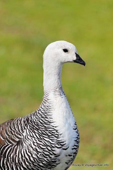 Magellan Goose männlich, Parque Nacional Tierra del Fuego, Ushuaia - Argentinien