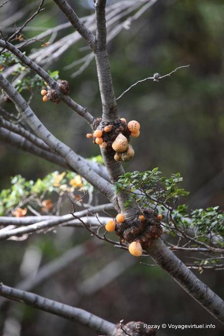 Cyttaria Parasiten Speisepilz, Parque Nacional Tierra del Fuego, Ushuaia - Argentinien