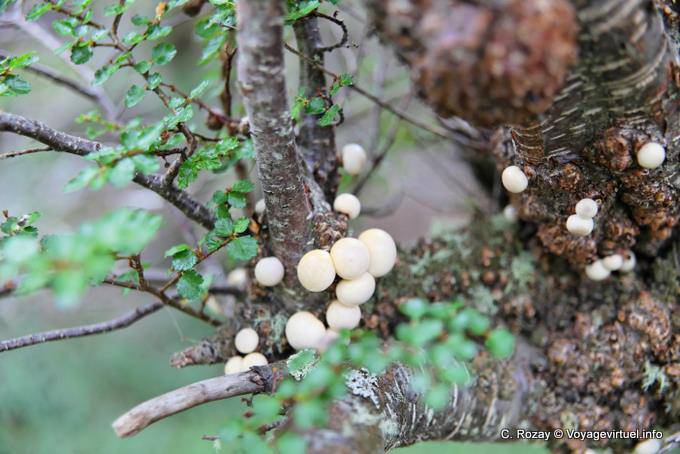 Pan de Indio (Cyttaria hariotii), Parque Nacional Tierra del Fuego, Ushuaia - Argentinien