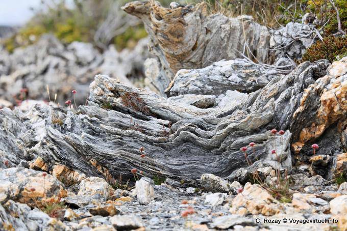 Holz gefoltert, Bahia Lapataia, Parque Nacional Tierra del Fuego, Ushuaia - Argentinien