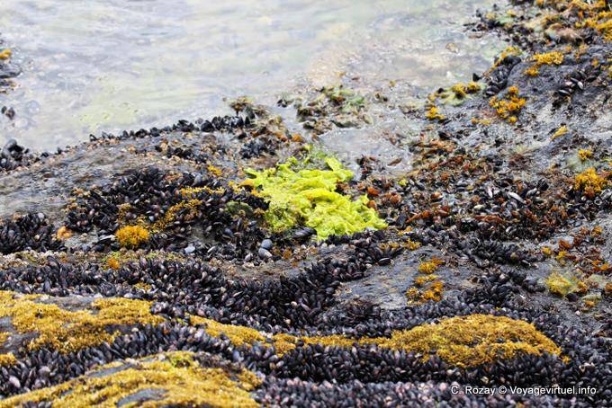 Algen Farben und Muscheln am Strand, Bahia Lapataia, Parque Nacional Tierra del Fuego, Ushuaia - Argentinien