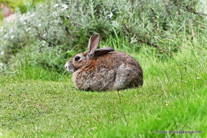 Hare in Ruhe, Ushuaia Nationalpark Tierra del Fuego Kaninchen - Argentinien