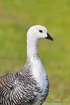 Magellan Goose männlich, Parque Nacional Tierra del Fuego, Ushuaia, Argentinien.