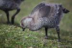 Junge Frau mit Chloephaga picta immer noch down, Parque Nacional Tierra del Fuego, Ushuaia, Argentinien.