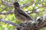 Vogel auf einem Zweig, Parque Nacional Tierra del Fuego, Ushuaia, Argentinien.